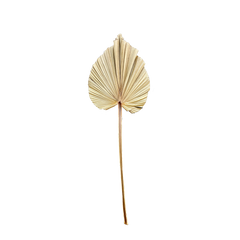 Palms Dry