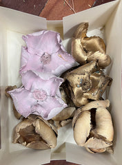 Sample bunches