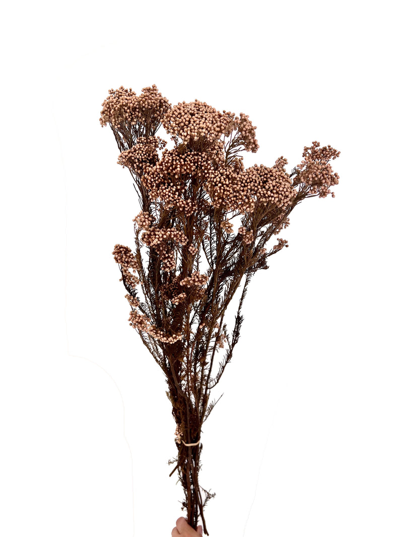 Rice flower