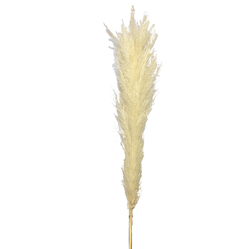 Pampas Grass