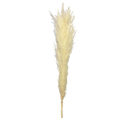 Pampas Grass