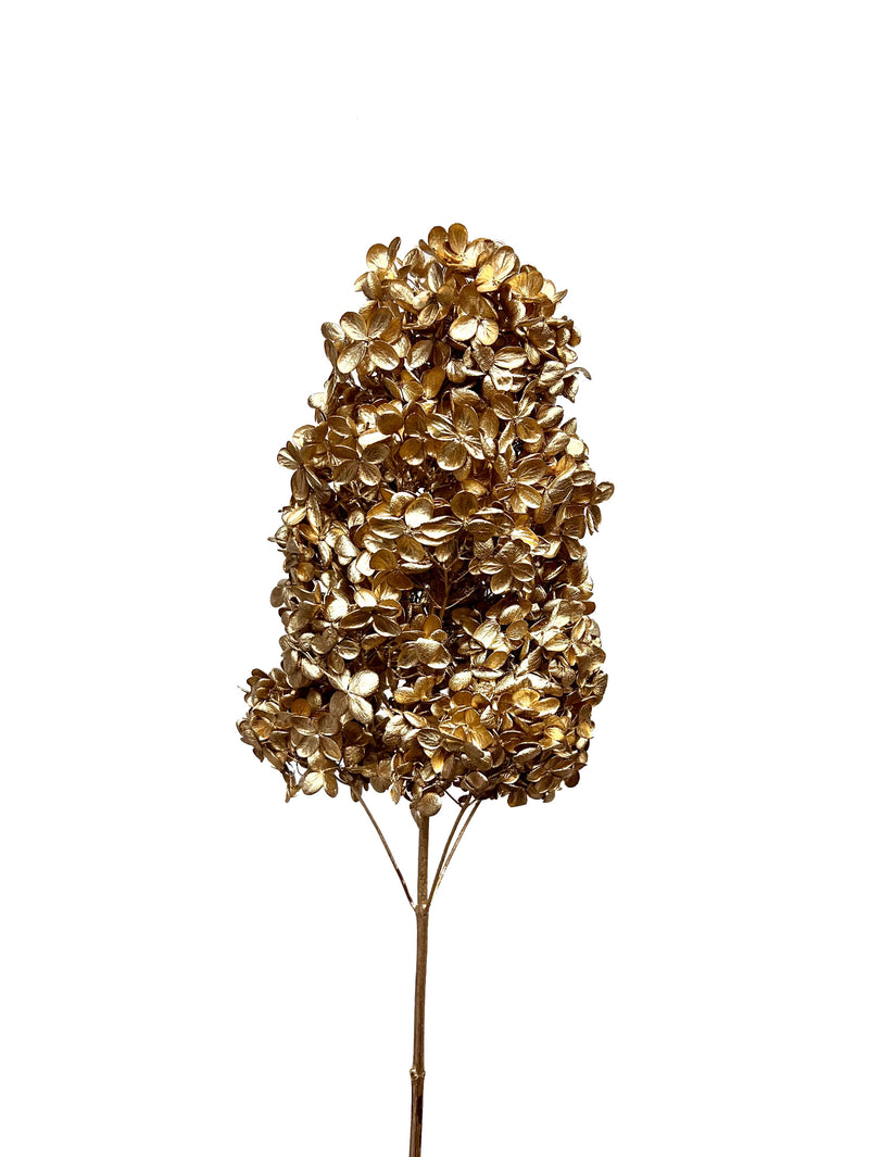 Hydrangea Paniculata