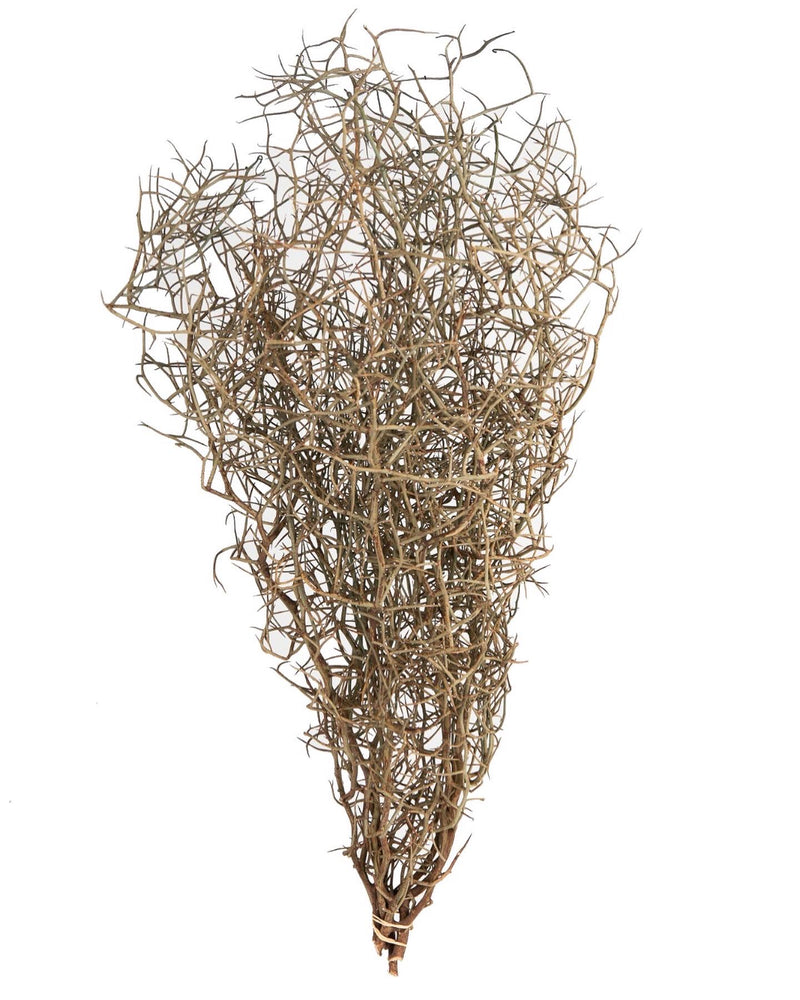 Corokia