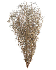 Corokia