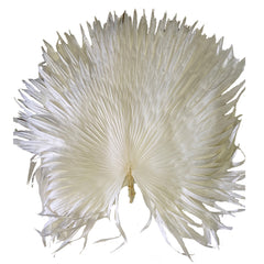 Bleached Palm