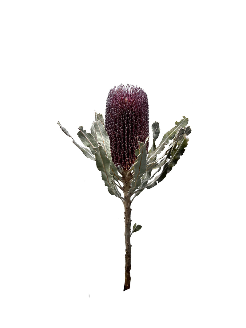 Banksia
