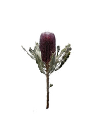 Banksia