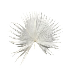 Bleached Palm
