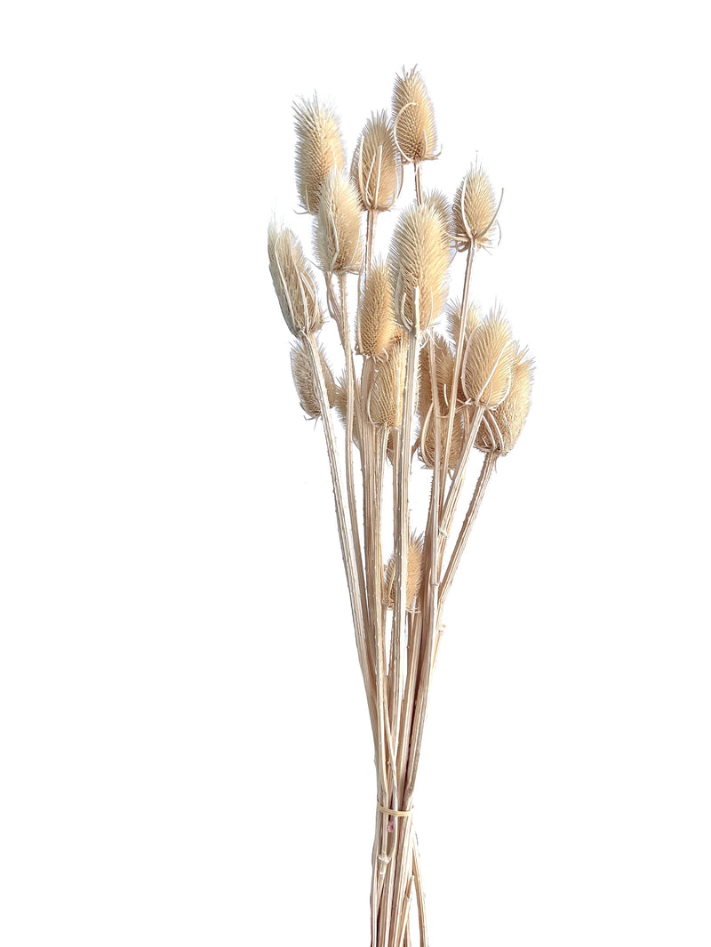 Teasel