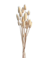 Teasel