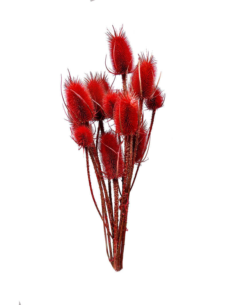 Teasel
