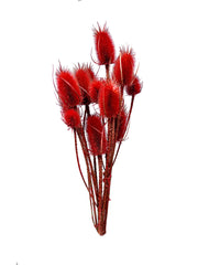 Teasel