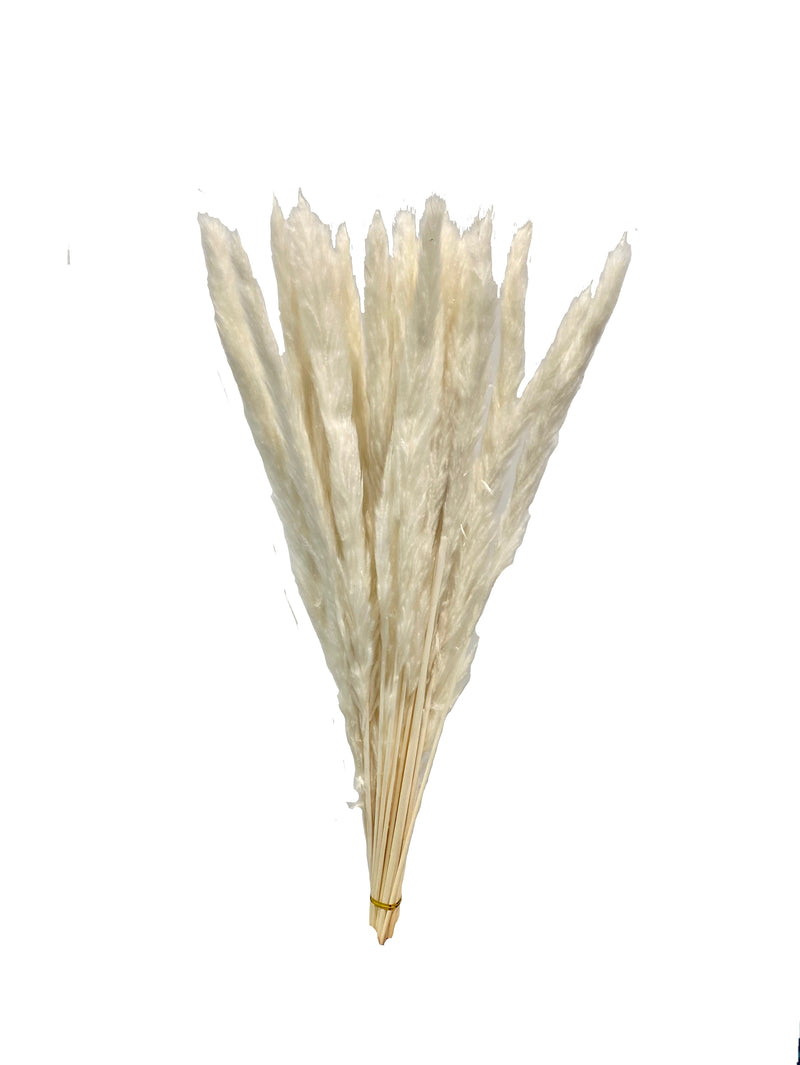 Pampas Grass