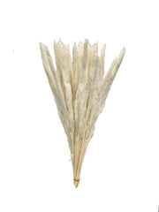 Pampas Grass