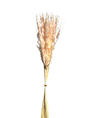 Pampas Grass