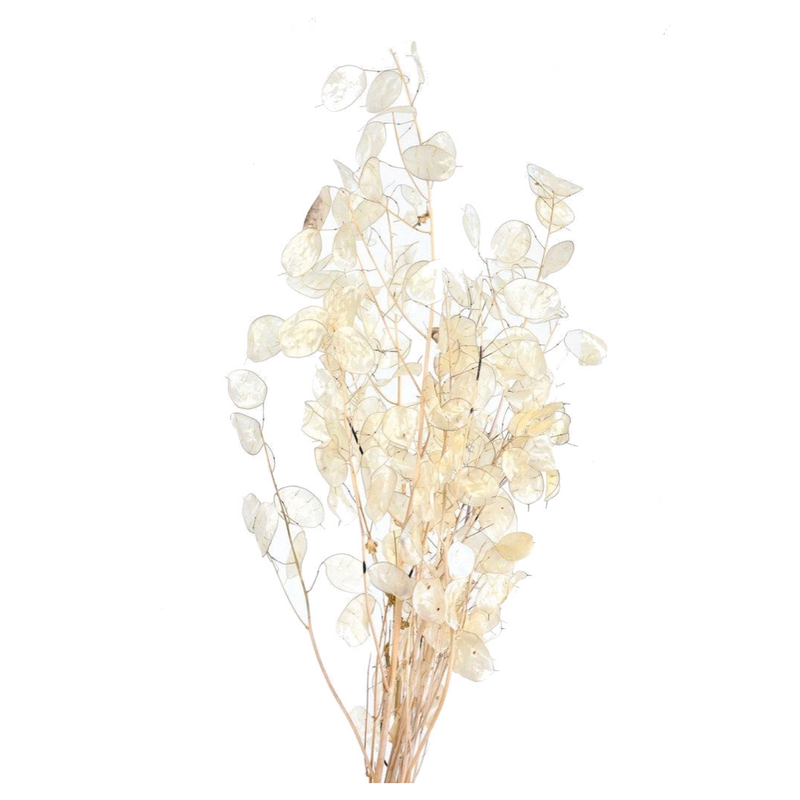 Lunaria (Honesty)