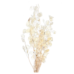 Lunaria (Honesty)