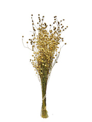 Flax