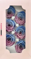 Bi-Colour Rainbow Rose Heads