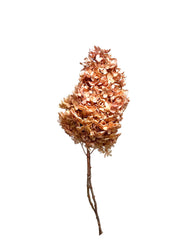 Hydrangea Paniculata