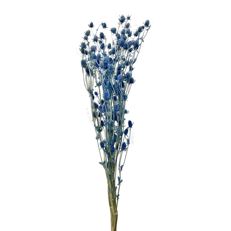 Sea holly
