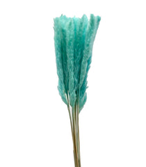 Pampas Grass