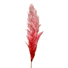 Pampas Grass