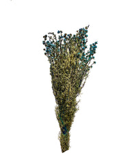 Tea Tree