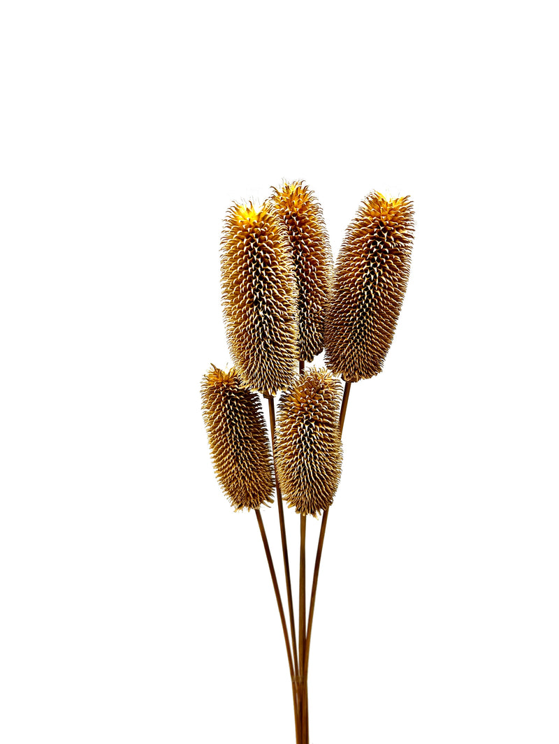 Teasel