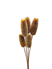 Teasel