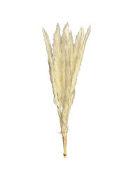 Pampas Grass