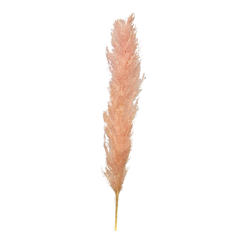 Pampas Grass