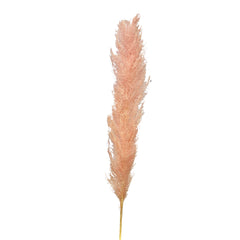 Pampas Grass