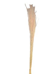 Mulhy Grass
