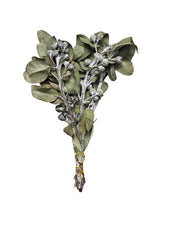 Tetragona Nuts