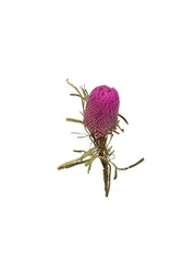 Banksia