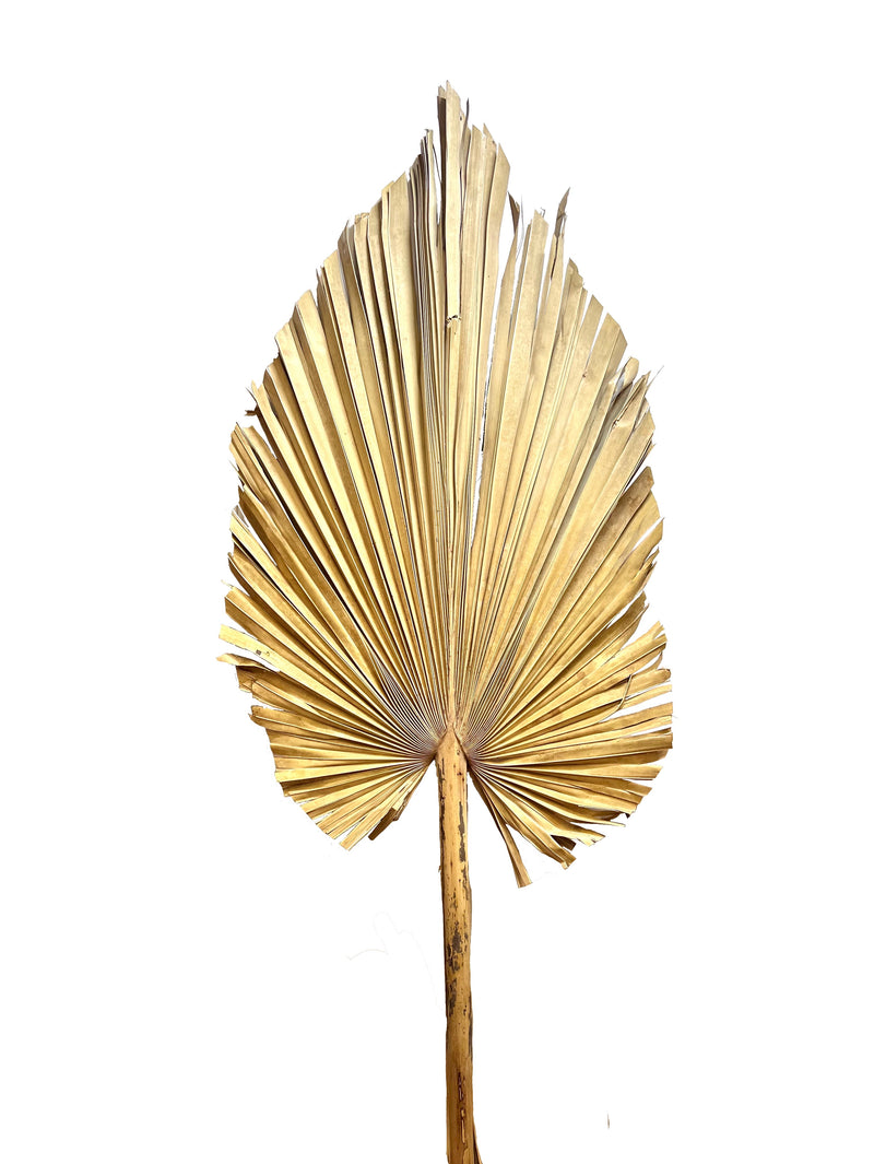 Palms Dry