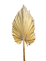 Palms Dry