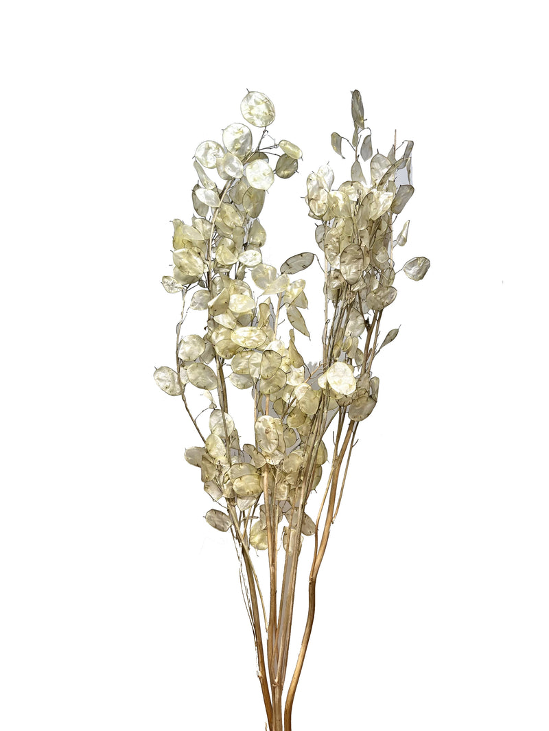Lunaria (Honesty)