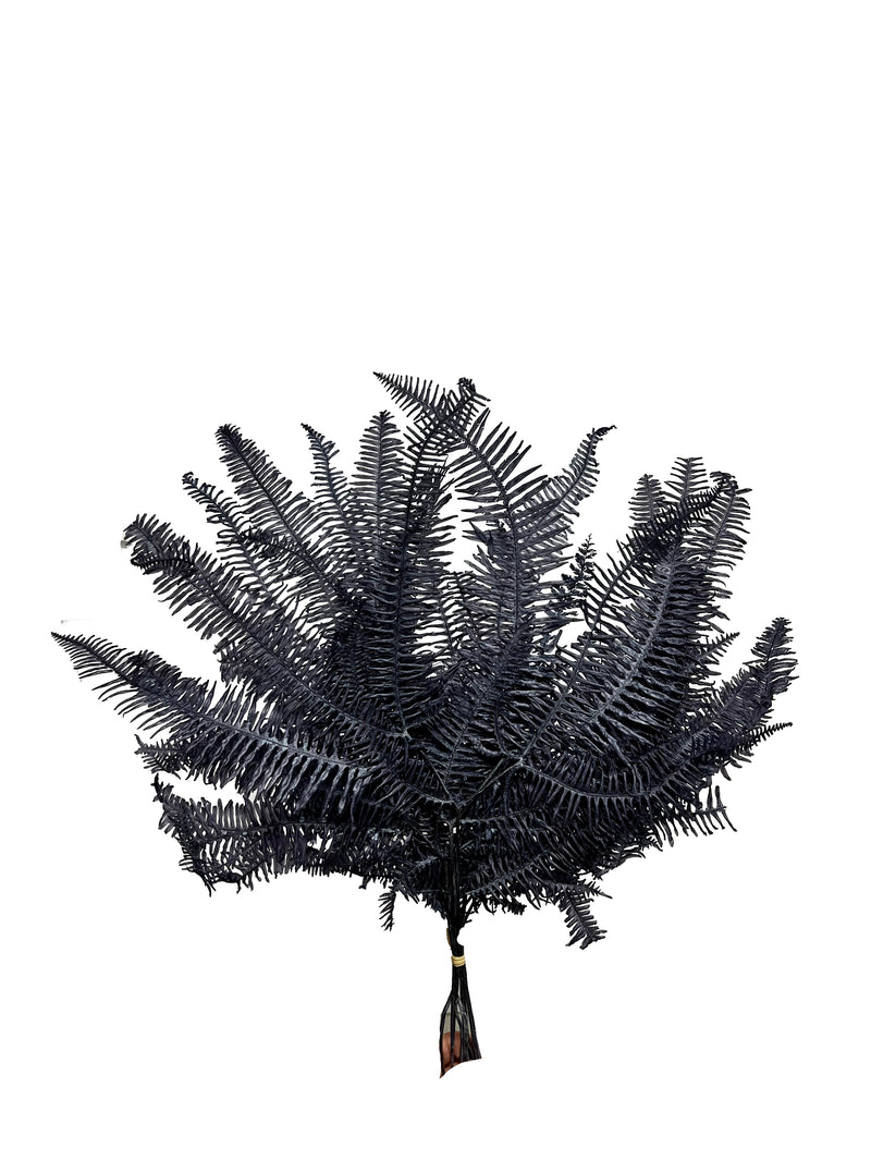 Mountain Fern