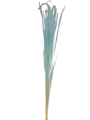 Mulhy Grass