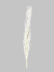 Date Palm
