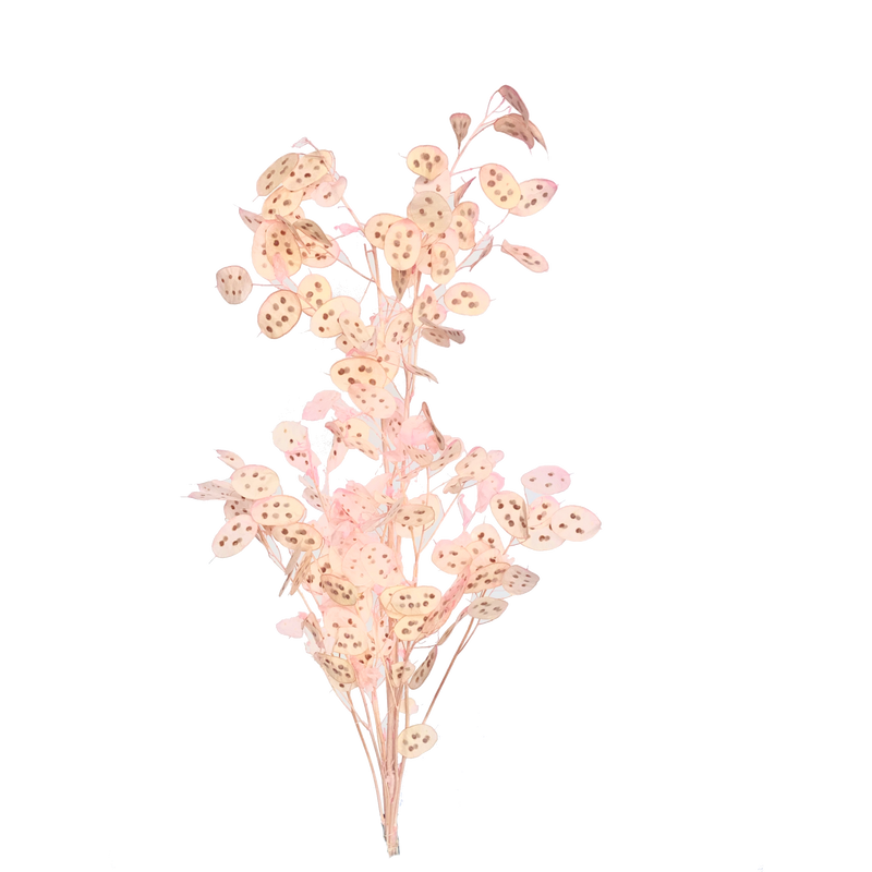 Lunaria (Honesty)
