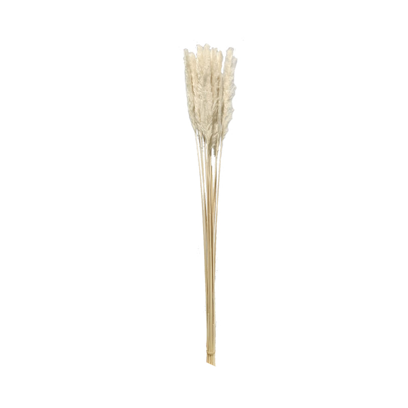 Pampas Grass