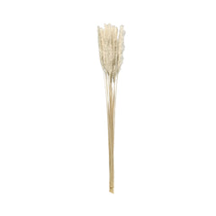Pampas Grass