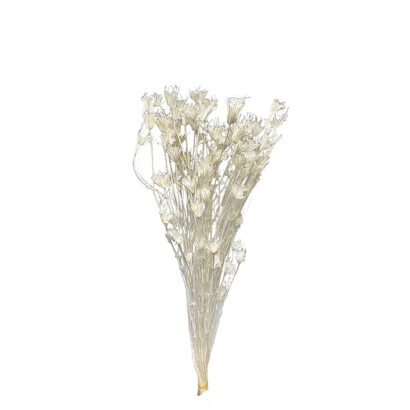 Nigella