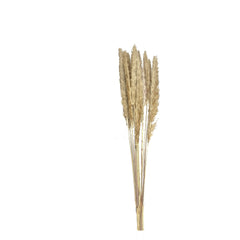 Pampas Grass