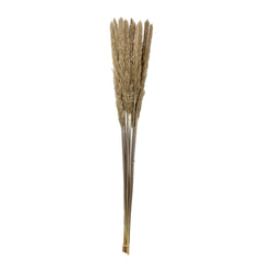 Pampas Grass