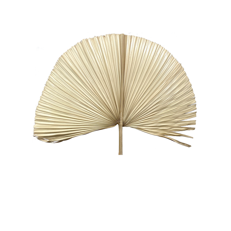 Palms Dry