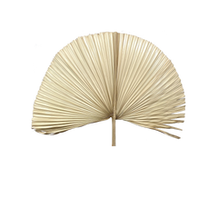 Palms Dry